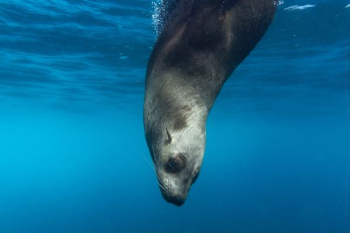 seal underwater seal underwater