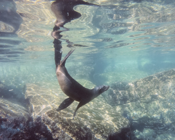 Seal Underwater Seal Underwater