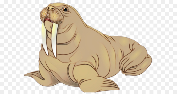 seal walrus california sea lion animal figure marine mammal seal walrus california sea lion animal figure marine mammal