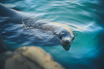 sealion swimming in water sealion swimming in water