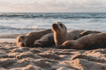 Seals just being seals.
IG: instagram.com/febiyanr Seals just being seals.
IG: instagram.com/febiyanr