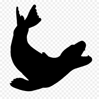 Seals & Sea Lions Leopard Earless seal - Seals & Sea Lions Leopard Earless seal -