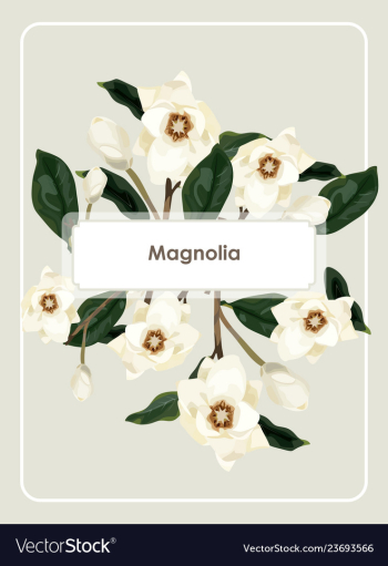 Seamless pattern magnolia vector image Seamless pattern magnolia vector image