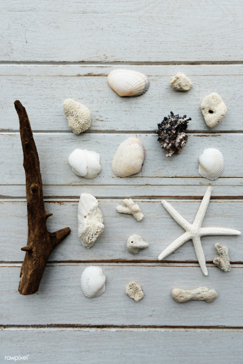 Seashell backgrounds beach | Free stock photo - 67651 Seashell backgrounds beach | Free stock photo - 67651
