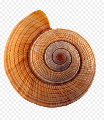Seashell Caracol Conch Yellow - Spiral conch Seashell Caracol Conch Yellow - Spiral conch
