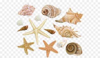 Seashell Clam Conch Mollusc shell - Beach starfish conch decoration material 