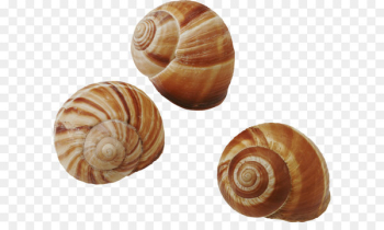 Seashell Common periwinkle Snail Gastropods - Seashell PNG Seashell Common periwinkle Snail Gastropods - Seashell PNG