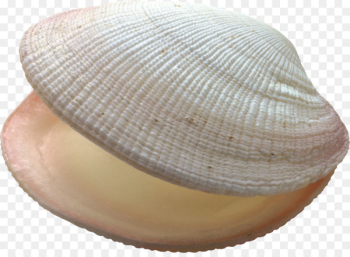 Seashell Conch Bivalvia Ocean - Marine Conch Seashell Conch Bivalvia Ocean - Marine Conch