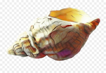 Seashell, Conch, Mollusc Shell, Shankha PNG Seashell, Conch, Mollusc Shell, Shankha PNG