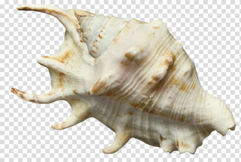 Seashell Conch , White Conch transparent background PNG clipart Seashell Conch , White Conch transparent background PNG clipart