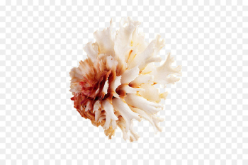 Seashell Image Portable Network Graphics Download - Seashell Image Portable Network Graphics Download -