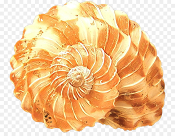 Seashell, Mollusc Shell, Conch, Shell, Ammonoidea PNG Seashell, Mollusc Shell, Conch, Shell, Ammonoidea PNG