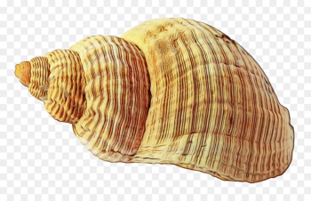 Seashell, Mollusc Shell, Shore, Shell, Conch PNG Seashell, Mollusc Shell, Shore, Shell, Conch PNG