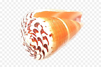 Seashell, Mollusca, Mollusc Shell, Orange, Food PNG Seashell, Mollusca, Mollusc Shell, Orange, Food PNG