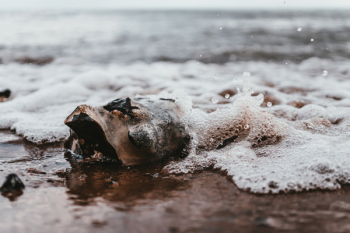 Seashell on Shore Seashell on Shore