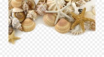Seashell Pearl Shore Sand - Decorative seashells Seashell Pearl Shore Sand - Decorative seashells