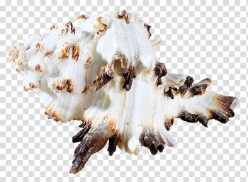 Seashell , seashell transparent background PNG clipart Seashell , seashell transparent background PNG clipart