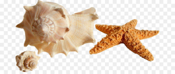 Seashell Shore Mollusc shell Conch Bivalvia - summer weather Seashell Shore Mollusc shell Conch Bivalvia - summer weather