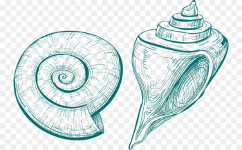 Seashell Snail Conch Drawing Nautilidae - conch microsoft Seashell Snail Conch Drawing Nautilidae - conch microsoft