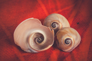 Seashells Seashells