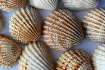 Seashells Seashells