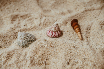 Seashells By The Seashore Seashells By The Seashore