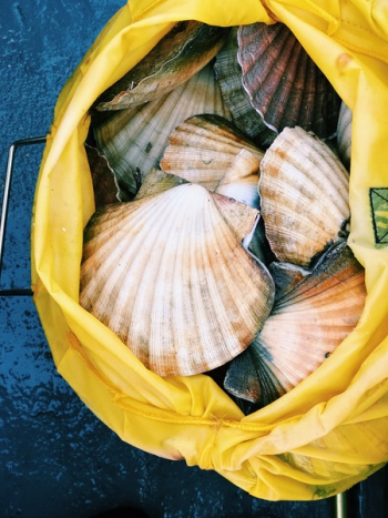 Seashells In A Bag Seashells In A Bag