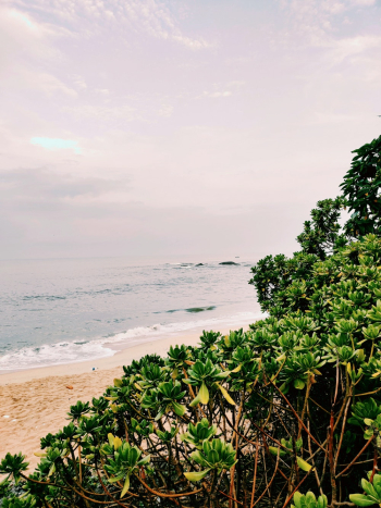 Seashore Scenery Seashore Scenery