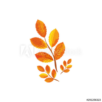 season autumn branches with leafs season autumn branches with leafs
