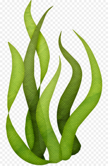 Seaweed Algae Clip art - ocean Seaweed Algae Clip art - ocean