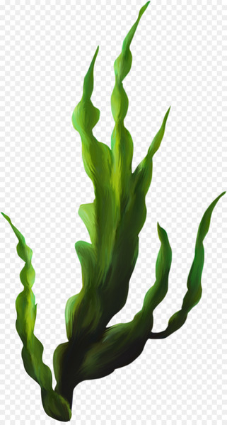 Seaweed Coral Algae - plants Seaweed Coral Algae - plants