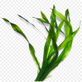 Seaweed Kelp Ascophyllum nodosum Algae Extract - others png ...