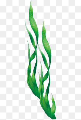 Seaweed Png, Vector, PSD, and Clipart With Transparent Background ...
