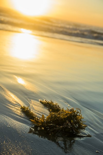 Seaweed Washed Up On Beach Seaweed Washed Up On Beach