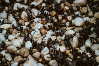 Seeds & Pebbles Seeds & Pebbles
