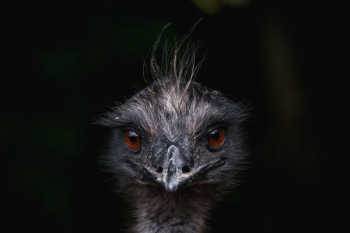 selected focus of brown haired bird face