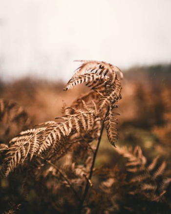 selected focus photo of brown dry leaf