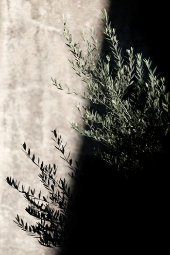selected focus photo of green leaf plant