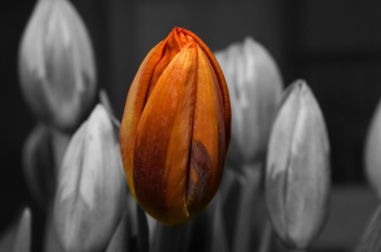 Selective Color Photography of Orange Tulip Selective Color Photography of Orange Tulip