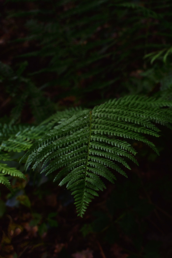 Selective Focus Close-up Photo of Green Fern Plants Selective Focus Close-up Photo of Green Fern Plants