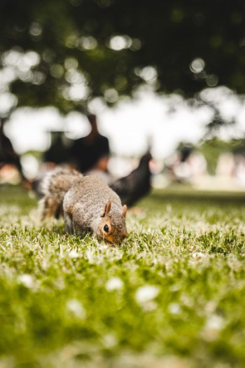 selective focus of brown rodent selective focus of brown rodent