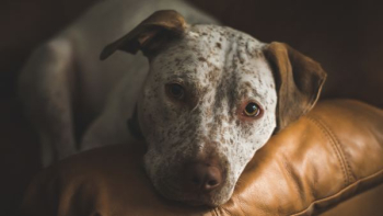 selective focus of dalmatian dog selective focus of dalmatian dog