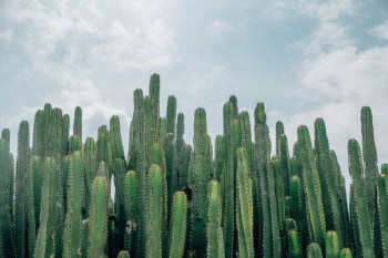 selective focus of green cacti selective focus of green cacti