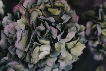 selective focus of hydrangea flower selective focus of hydrangea flower