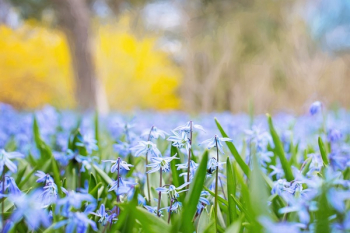 Selective Focus of Lavender Petal Flowers Selective Focus of Lavender Petal Flowers