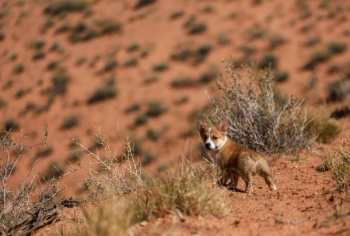 selective focus photo of brown and white dog standing on cliff selective focus photo of brown and white dog standing on cliff