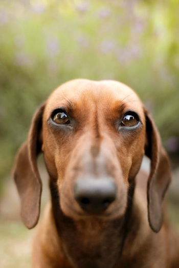 Selective Focus Photo of Brown Dachshund Selective Focus Photo of Brown Dachshund