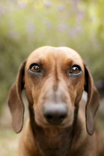 Selective Focus Photo of Brown Dachshund Selective Focus Photo of Brown Dachshund