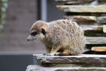 Selective Focus Photo of Brown Meerkat Sitting on Rock Selective Focus Photo of Brown Meerkat Sitting on Rock
