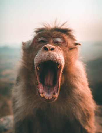 Selective Focus Photo of Brown Monkey Selective Focus Photo of Brown Monkey